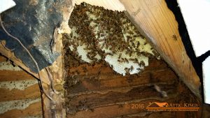 Beehive in attic
