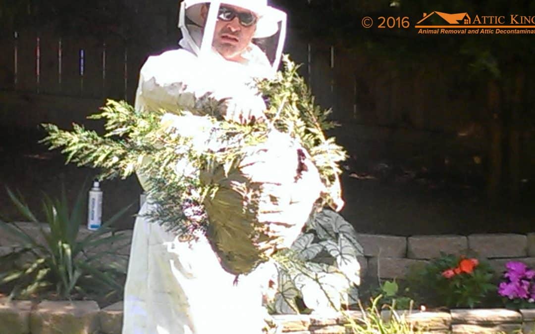 Difference Between Bees, Wasps, and Hornets’ Nest