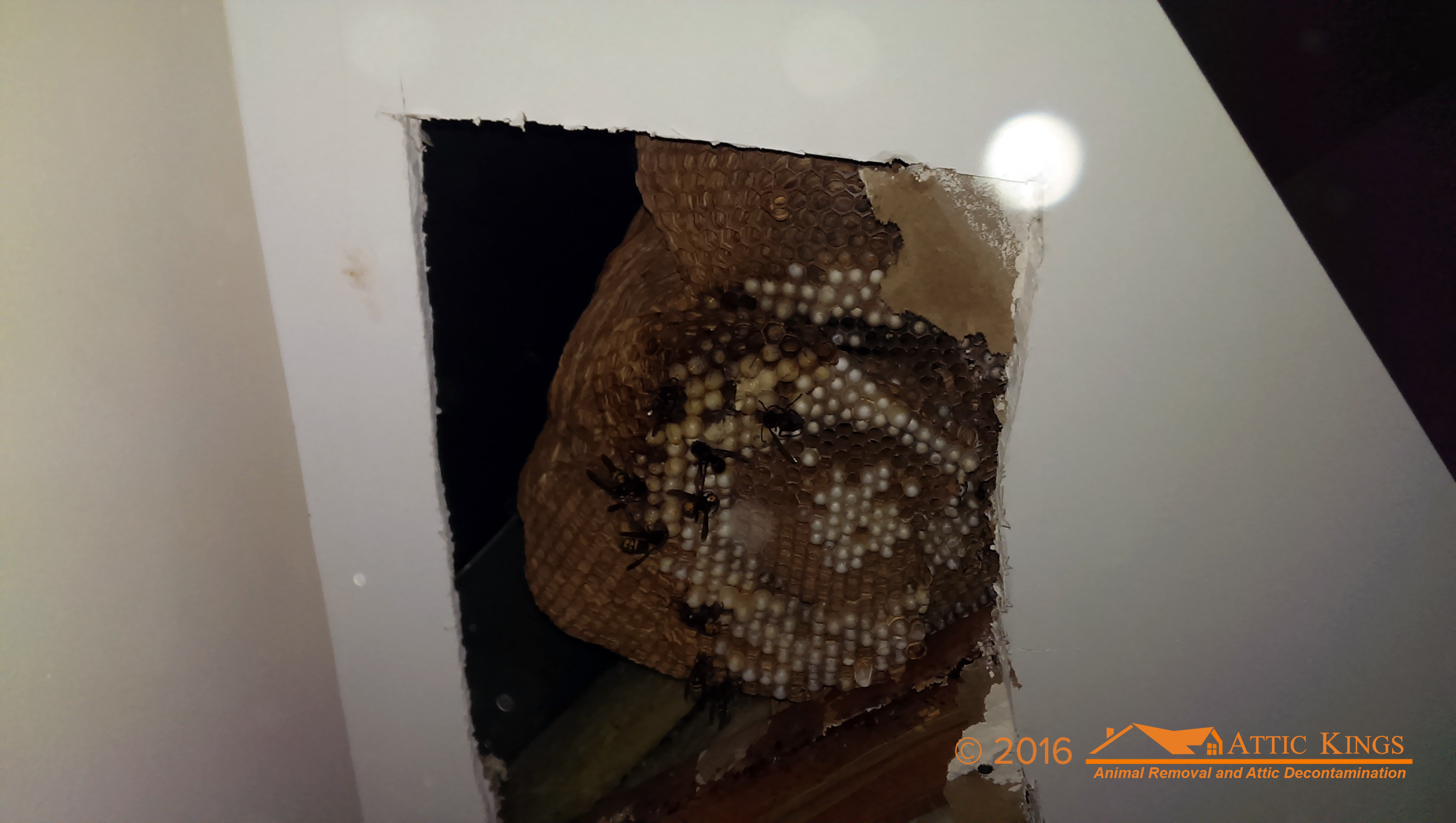 a massive bee hive inside a house