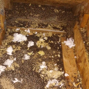 opossum poop in attic