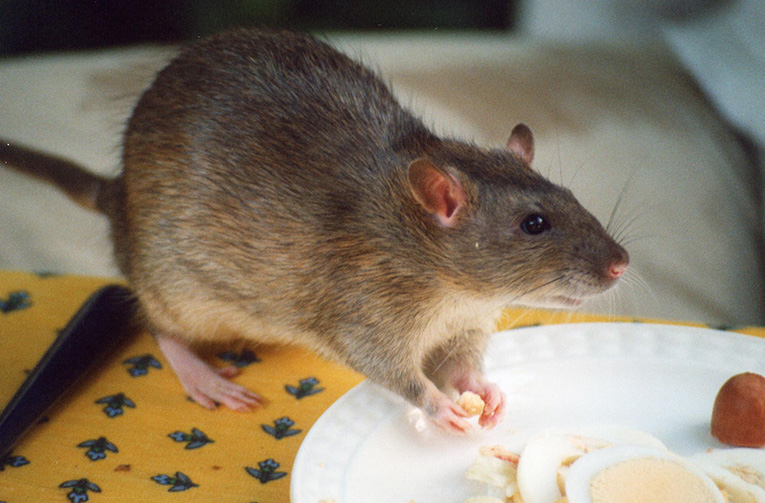 The Importance of Getting Rid of Rats Fast