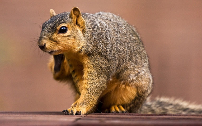 Squirrel removal
