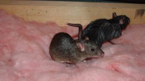 rats crawling through attic insulation