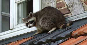 a raccoon on the roof of a house