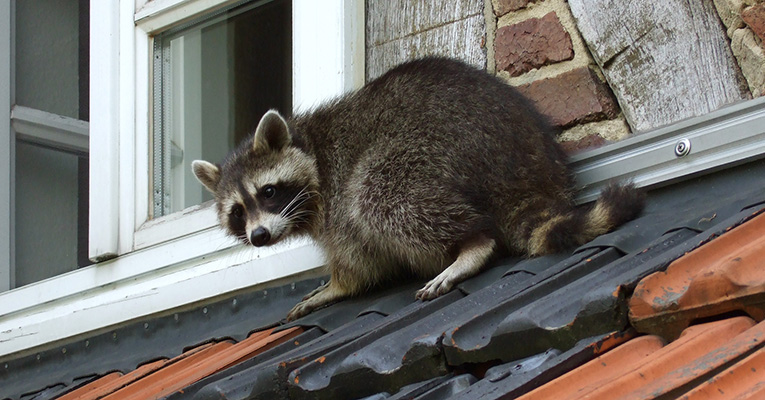a raccoon sits outside a window