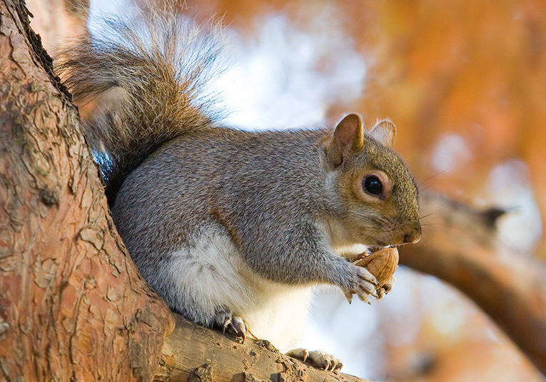 Reasons to Appreciate Squirrels | Attic Kings