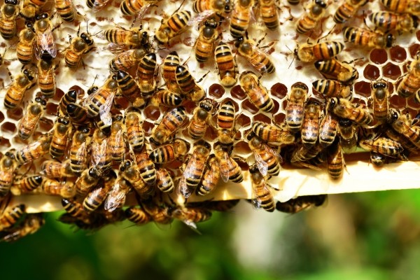 a colony of bees