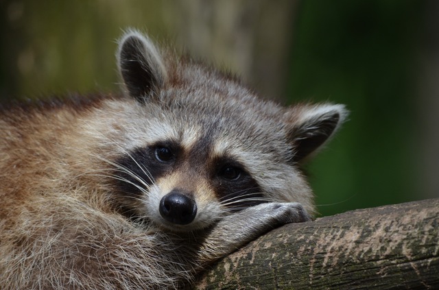 a raccoon lying on a branch