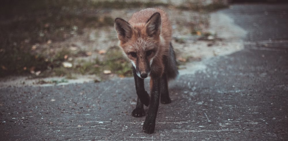 a fox walking