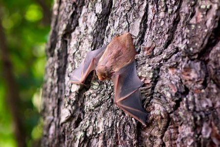 a wild bat on a tree