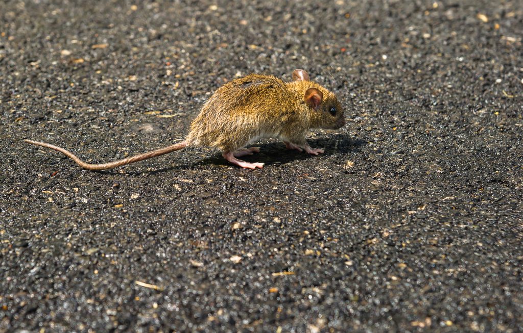 Rat running across pavement