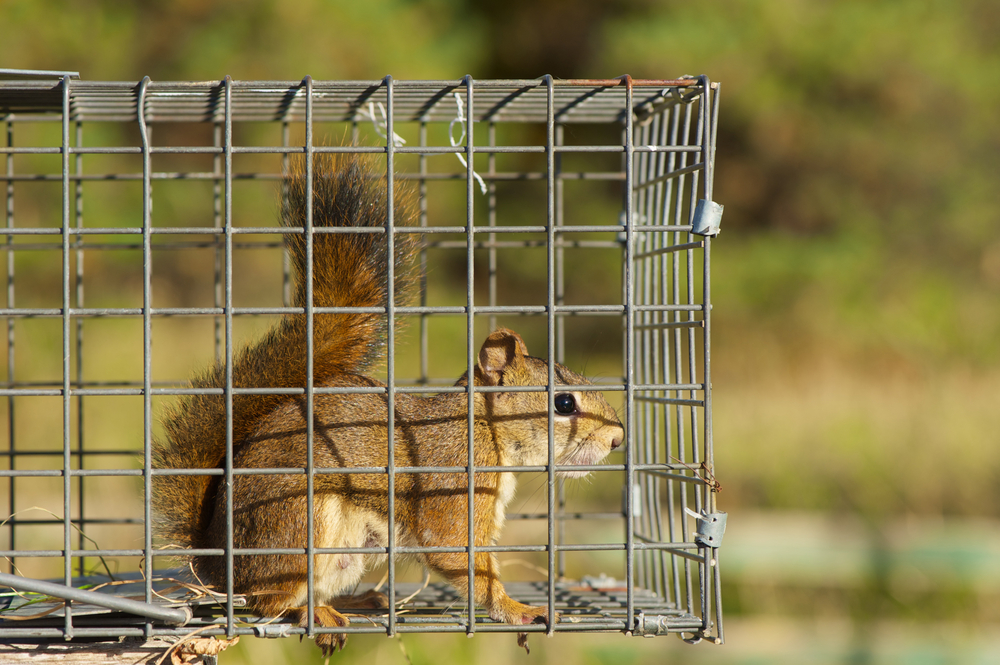 Squirrel in a trap
