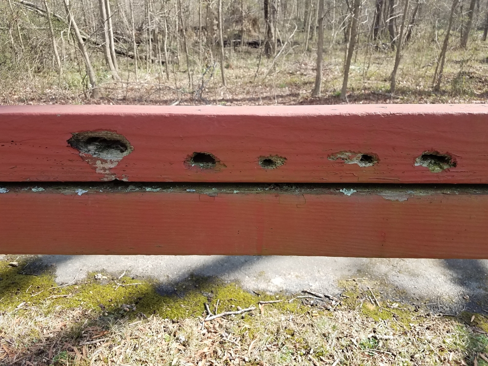 holes from carpenter bees