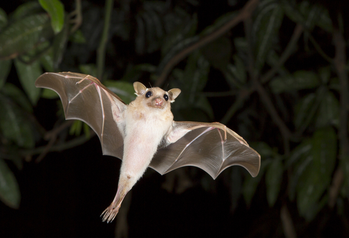 a bat flying at night