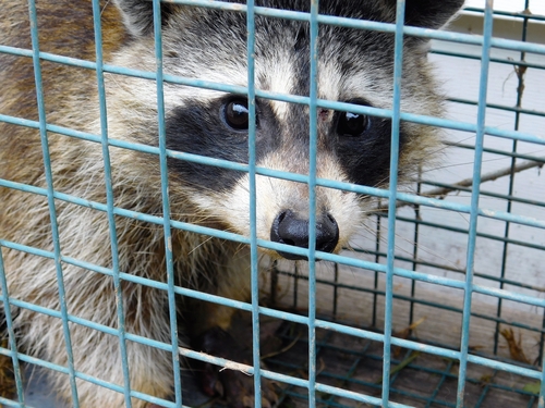 raccoon in box cage