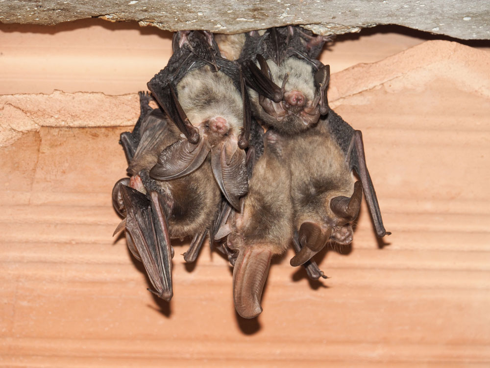 bats sleeping in an attic