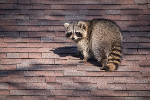 a raccoon on a roof