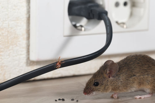 rat gnawing at electrical wire