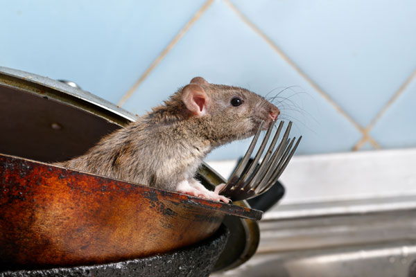 a mouse in a kitchen