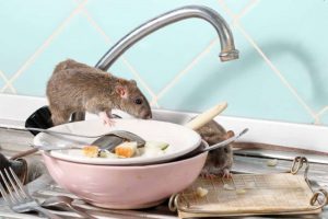 rats looking for food in a dirty kitchen sink