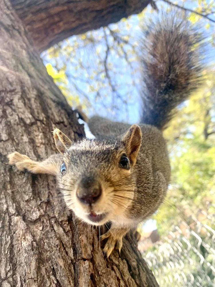 a squirrel in tree
