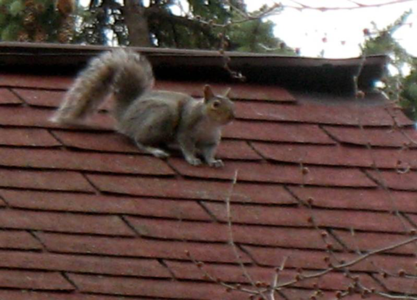 squirrel on a hot slate roof