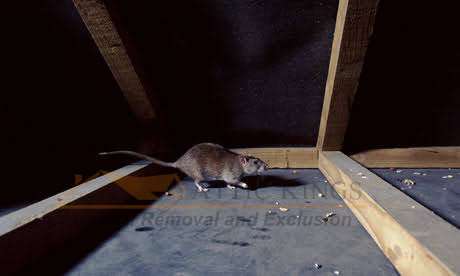 a rat in an attic