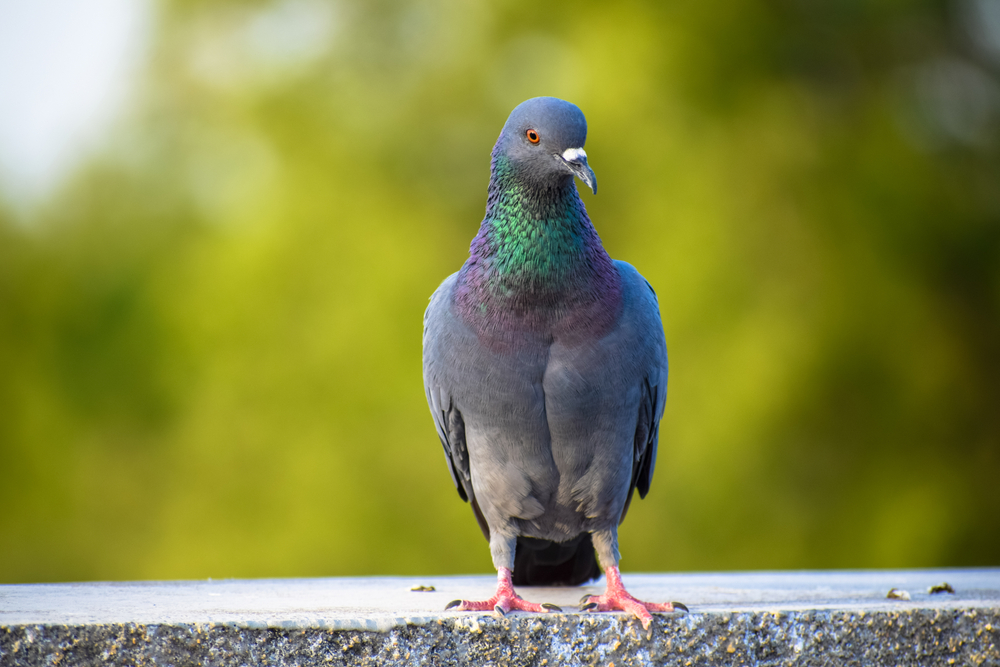 a perched pigeon