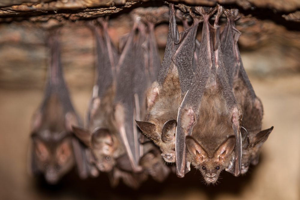 bats hanging from attic