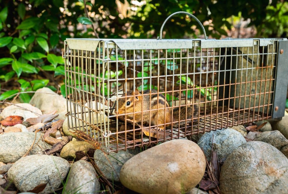 Effective Critter Control in Your Georgia Home: Safely Removing Unwanted Guests