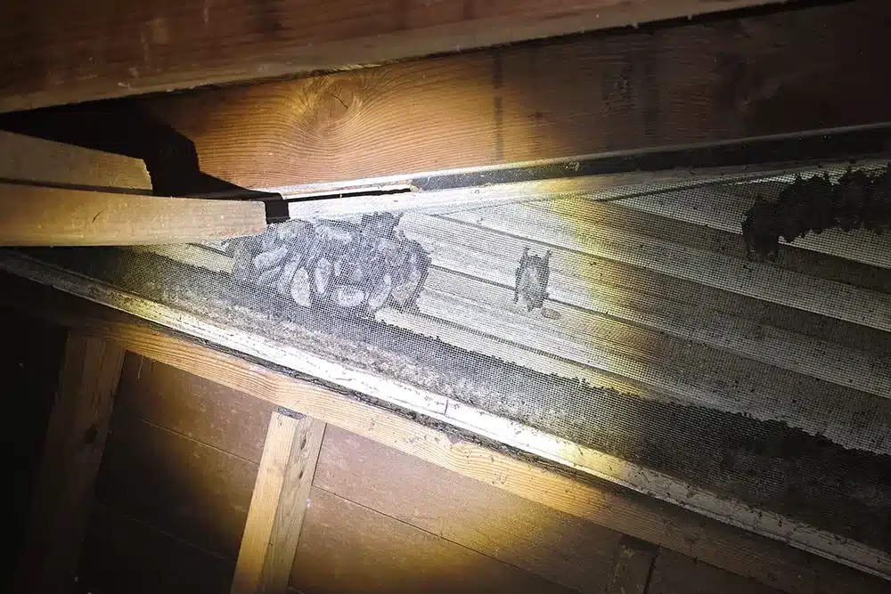 What Do I Do If I Have Bats in My Attic? Safe, Humane, and Permanent Solutions for Your Home or Business