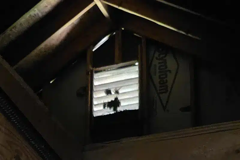 What do you do if you see bats flying out of the roof?