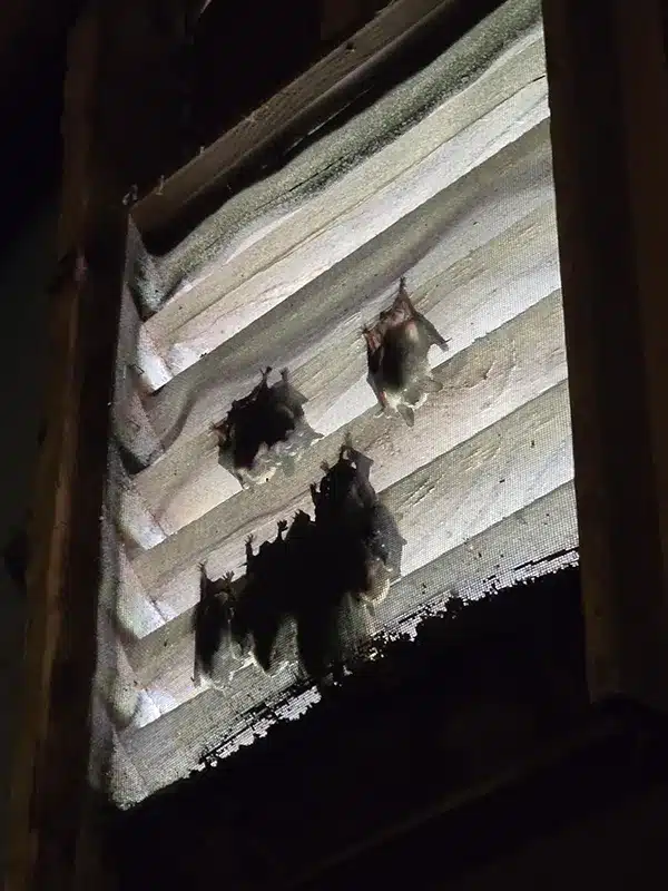 bats in an attic
