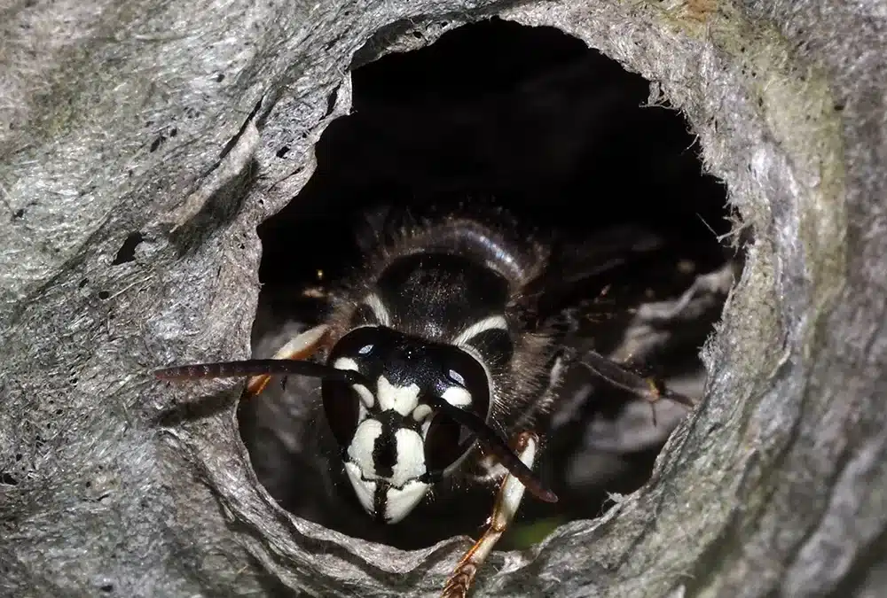 Who to Call for Bald-Faced Hornet Removal in Lawrenceville & Norcross