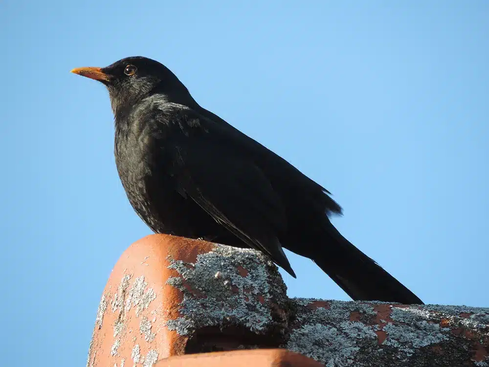 blackbird looking out