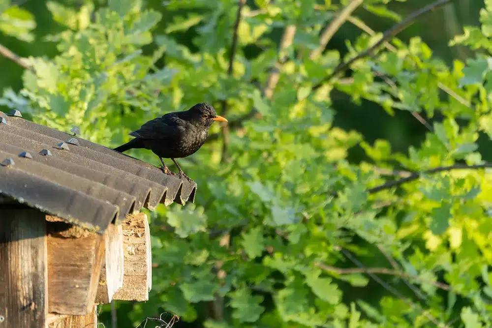 Is Your Home a Bed and Breakfast for Birds? Here’s How to Evict Unwanted Guests