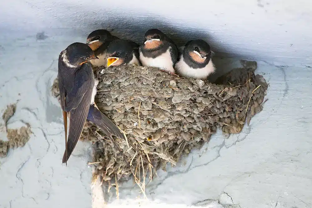Who do I call for noisy birds in my chimney?