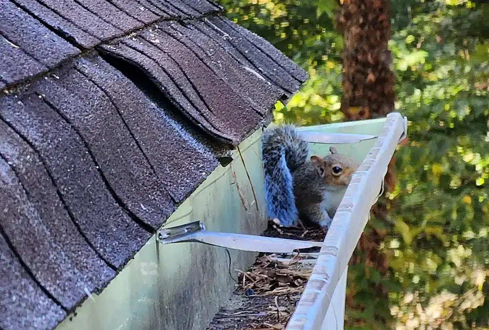 How Do I Remove Squirrels from My Attic Without Trapping Them?