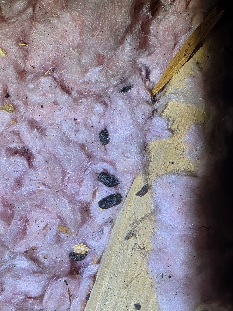 flying squirrel droppings