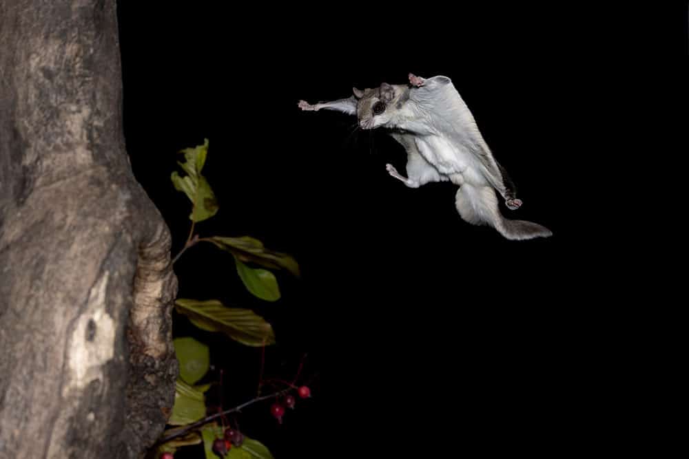 Nighttime Noise? How to Evict Flying Squirrels From Your Attic and Walls
