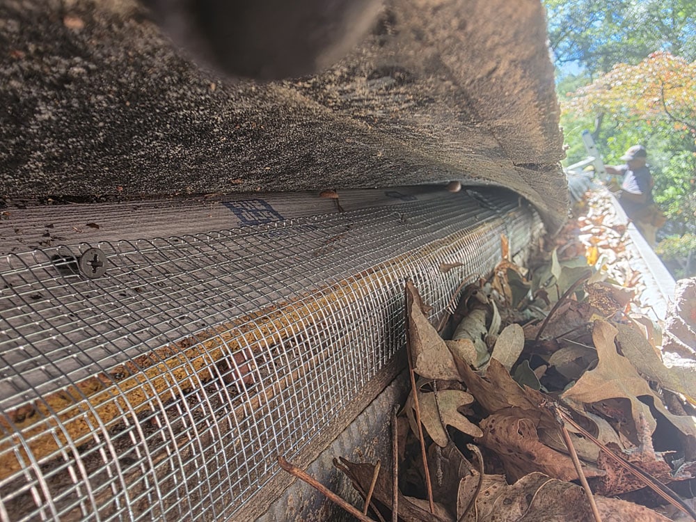 roofline animal exclusion