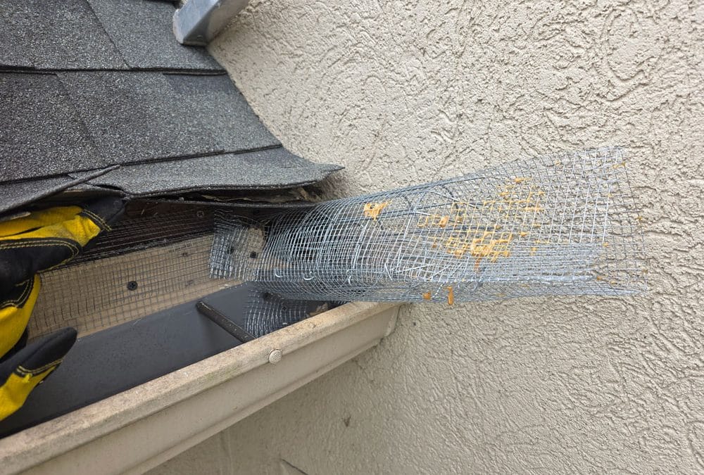 How Long Does It Really Take to Evict a Family of Squirrels From Your Home? (7–14 Day Process)