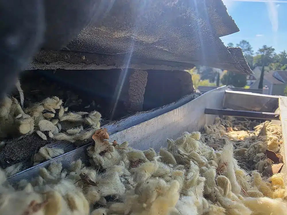roof gap entry for birds
