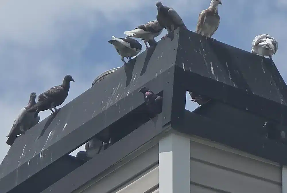How Can I Permanently Stop Blackbirds, Pigeons, or Chimney Swifts from Nesting in My Attic, Soffits, and Roofline Gaps?