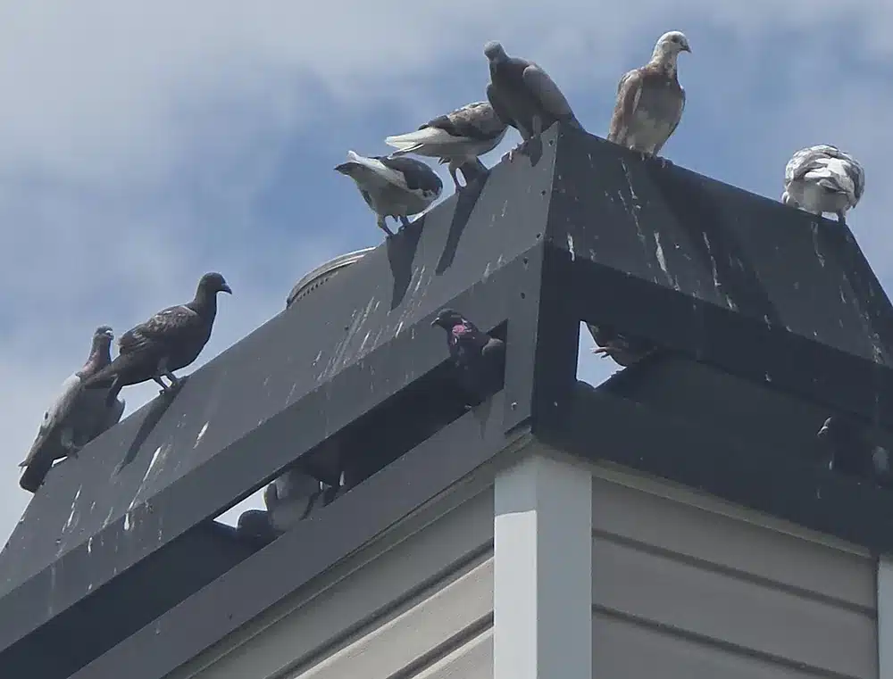 birds-on-roof Pigeons on a chimney