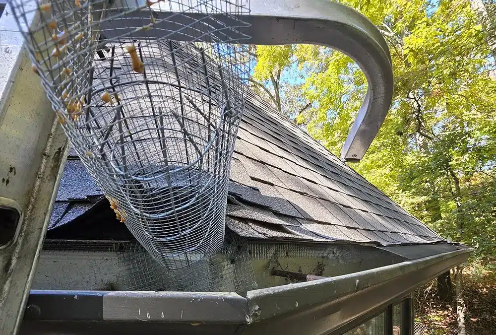 Are Squirrels Making Your Attic Their Fall Home?