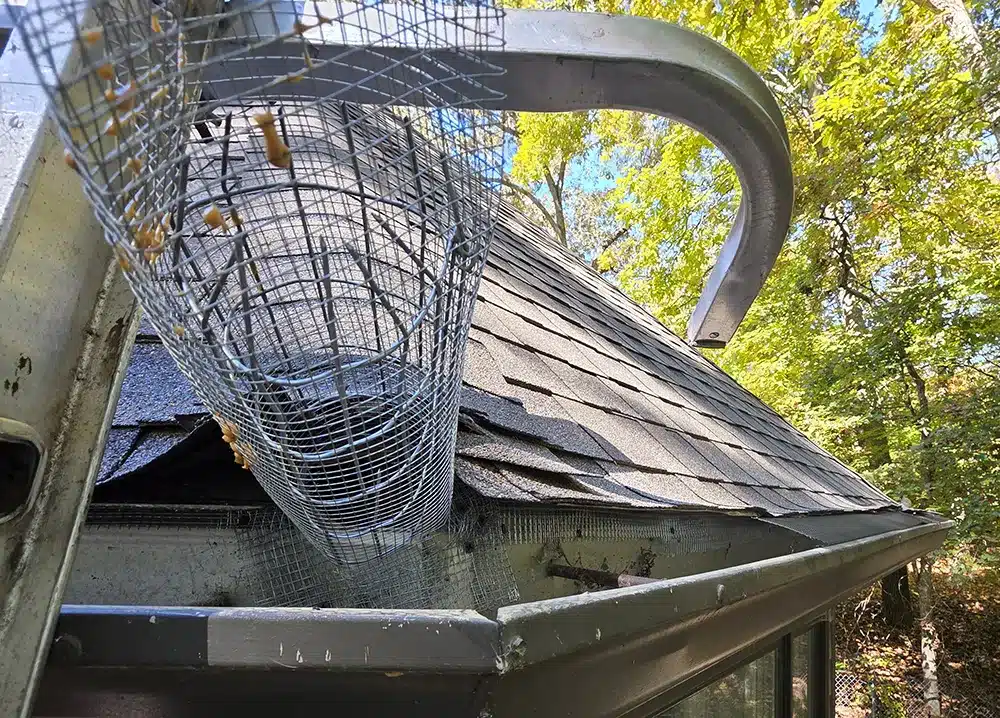 squirrel-attic-exit-tunnel squirrel attic exit tunnel