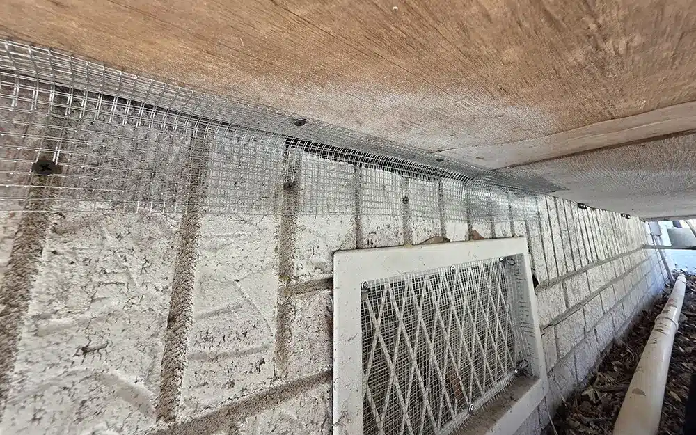 foundation and crawl space exclusion for roof rats