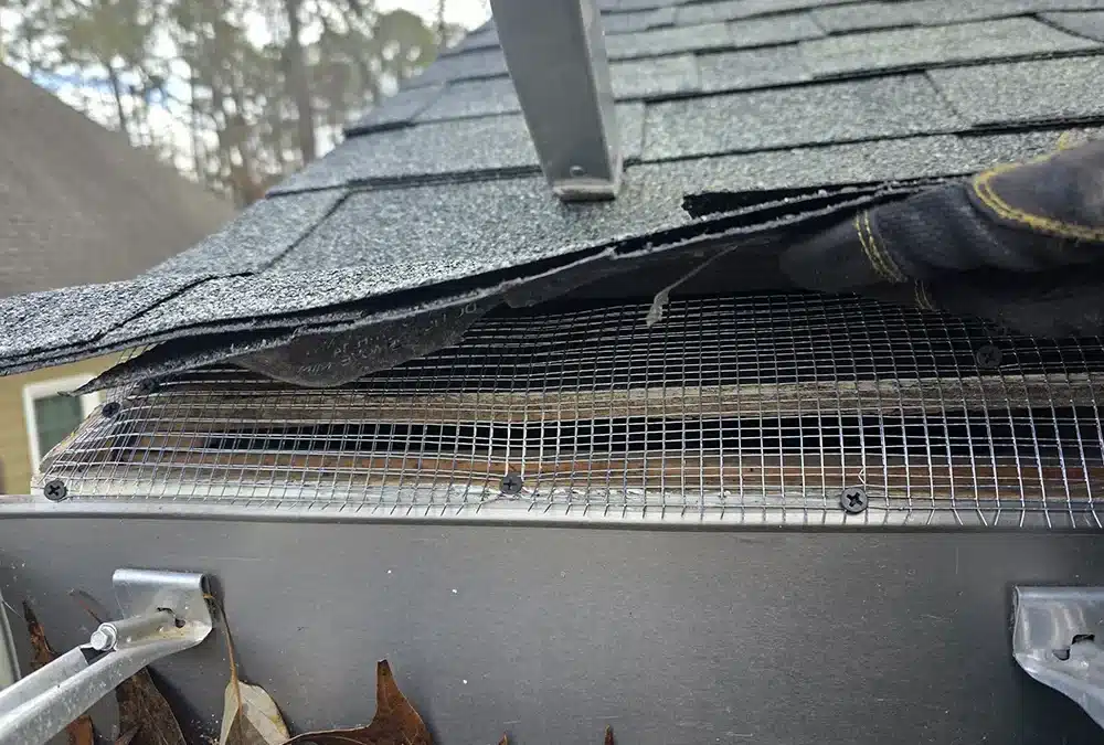 Who Gets Rid of Squirrels and Animal Proofs Houses? The Expert Solution