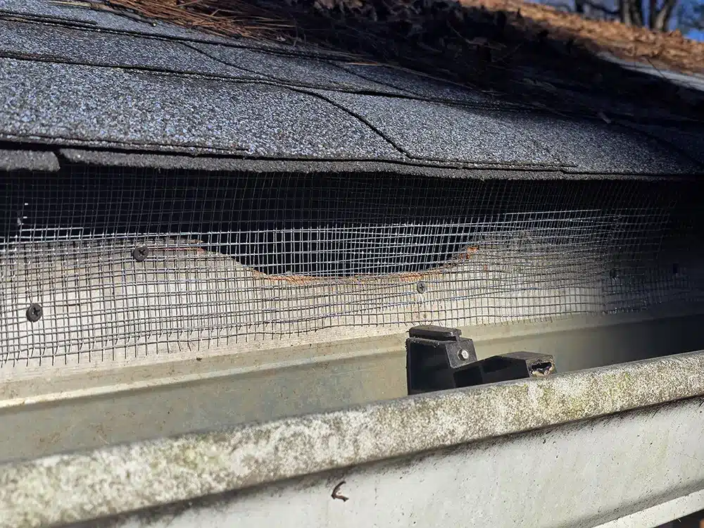 raccoon animal proofing